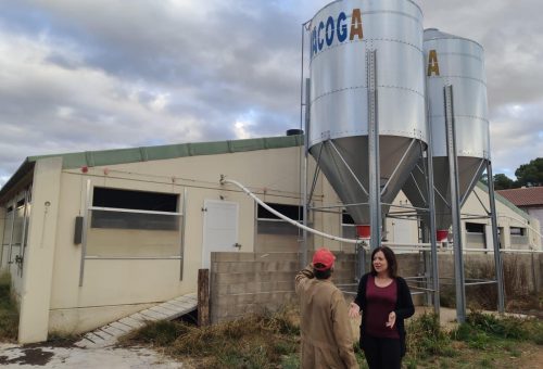 silvia belmonte en granja cerdos